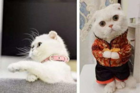 娱乐吃瓜君说刘二豆,娱乐吃瓜君揭秘娱乐圈新宠