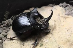 娱乐吃瓜酱屎壳郎,吃瓜酱屎壳郎的趣味人生