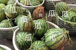 吃瓜娱乐图片头像大全,揭秘吃瓜娱乐图片头像大全