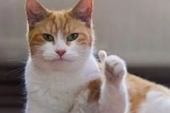 娱乐吃瓜君猫生气歌