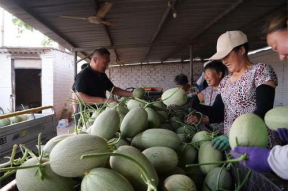 718sx吃瓜娱乐去哪里了,探寻消失的瓜圈传奇