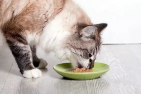 娱乐吃瓜酱小猫咪被吓,揭秘小猫咪被吓的瞬间