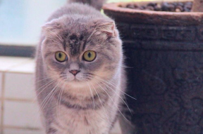 娱乐吃瓜君和折耳猫,揭秘娱乐圈的萌宠故事