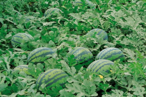 娱乐吃瓜场地图片高清,一场视觉盛宴的幕后揭秘