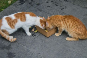 娱乐吃瓜酱流浪猫小菊,半年间变身流浪猫堂食店，满满爱心感动网友