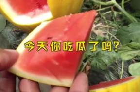 娱乐吃瓜名字大全,娱乐吃瓜名字大全解析与创意分享