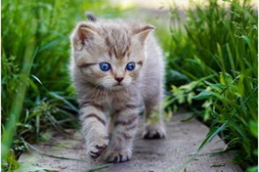 娱乐吃瓜酱找猫,猫咪界的“网红”诞生记