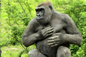 娱乐吃瓜酱动物园大猩猩,手语互动，展现与人类相似之处