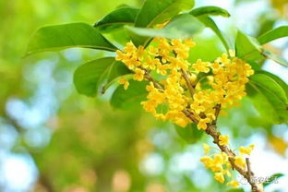 娱乐吃瓜酱桂花树,桂花树下那些不为人知的娱乐圈秘闻