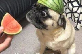 娱乐吃瓜小八哥是谁啊小说,揭秘网络小说中的神秘角色